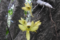 orquídea