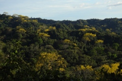 la foresta in rigenerazione della Karen