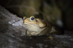 Rhinella marina