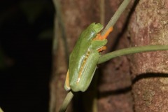 Agalychnis-callidryas