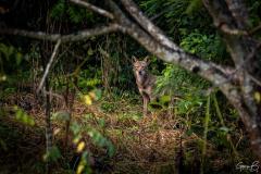 Coyote (Canis Latrans)