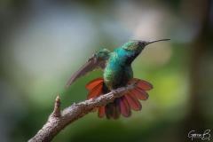 Colibrì (Trochilidae)