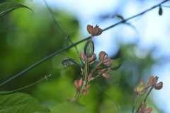 Erythrochiton gymnanthus