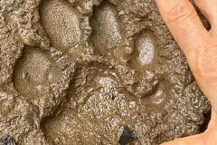 puma footprints